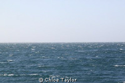 A windy day at the Abrolhos Islands. by Chloe Taylor 